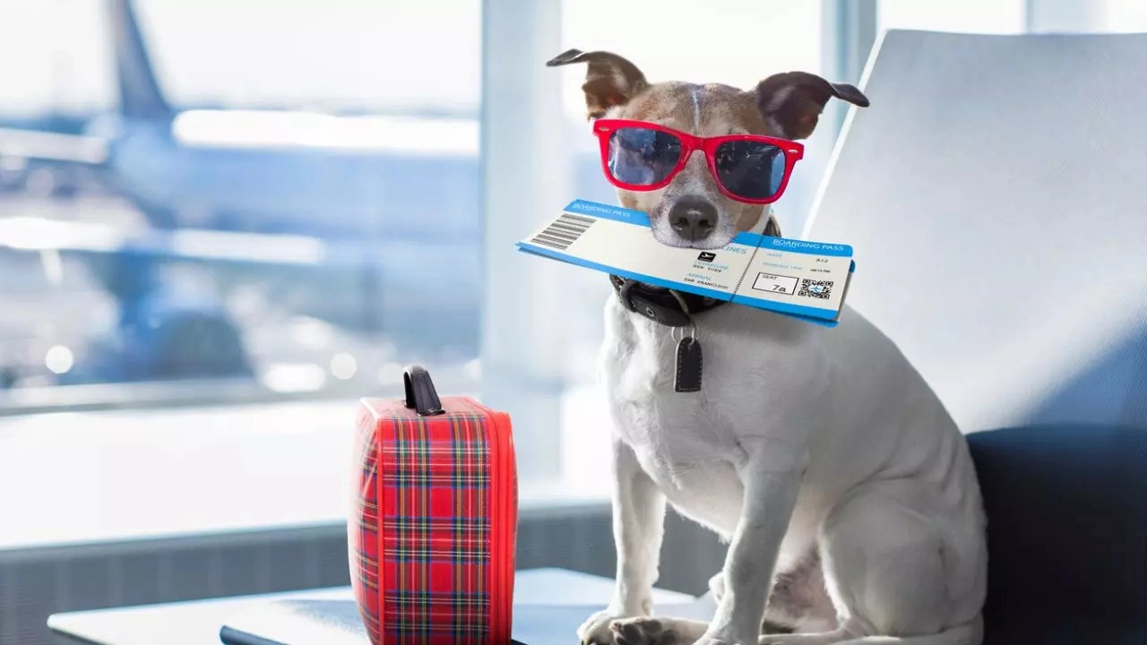 Travelling with Pets? Know These Airline Rules Before You Go!